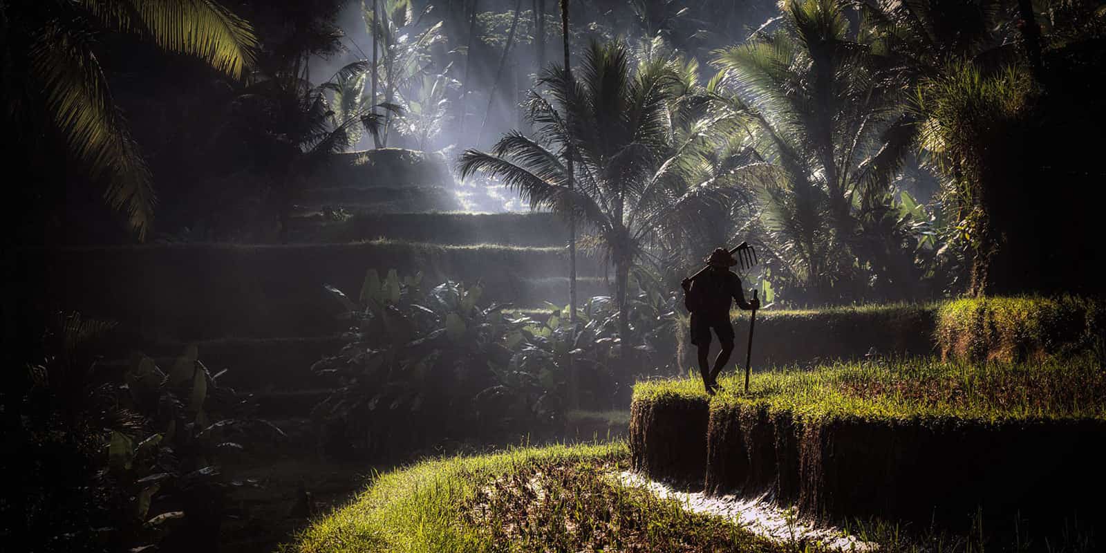 Hiker exploring Bali's tropical jungle with sunlight filtering through palm trees.