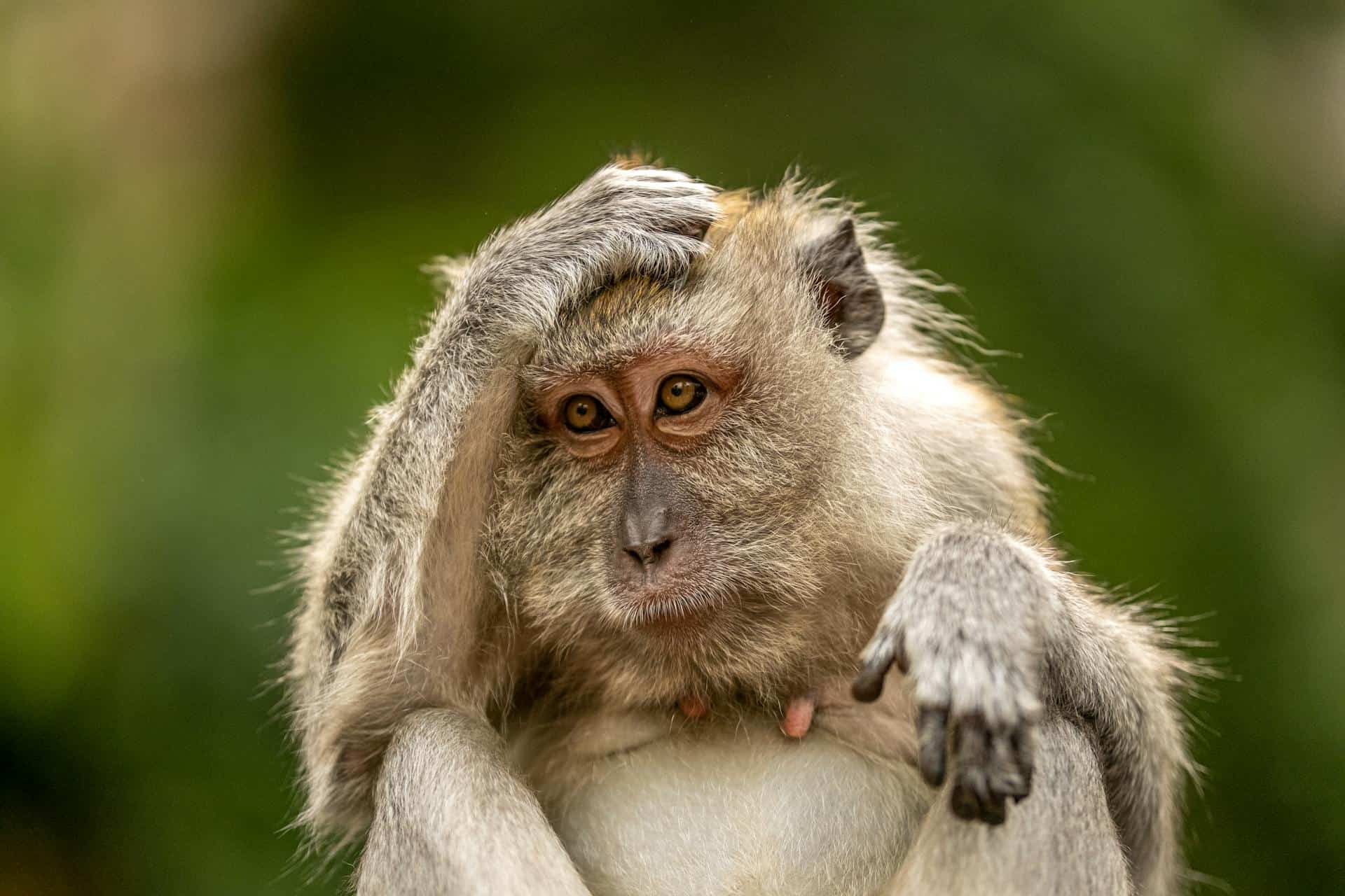 Monkey with thoughtful expression, sitting outdoors in lush green environment.