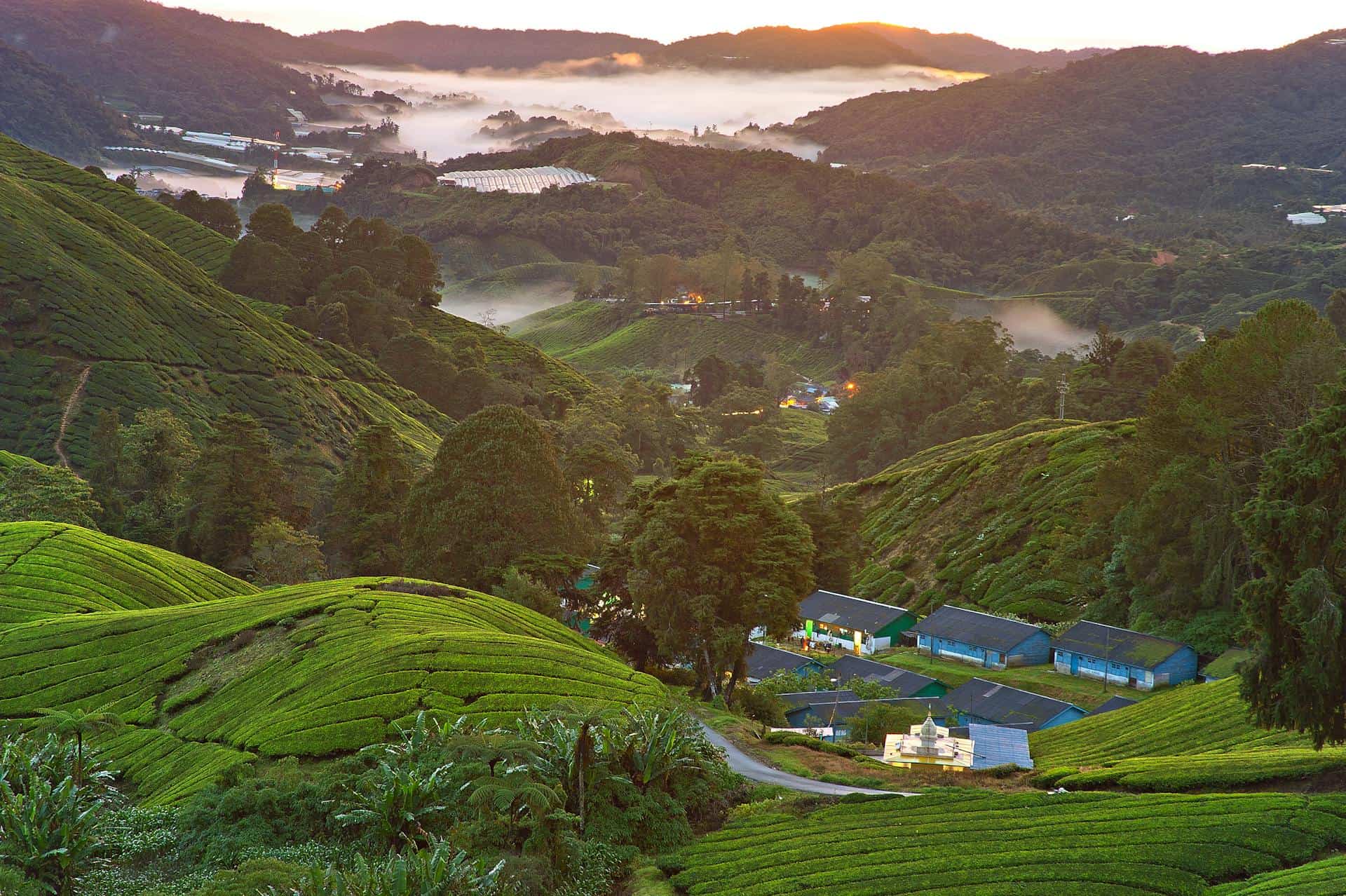 Tea plantation landscape in the hills of Vietnam, lush green fields and misty mountains.