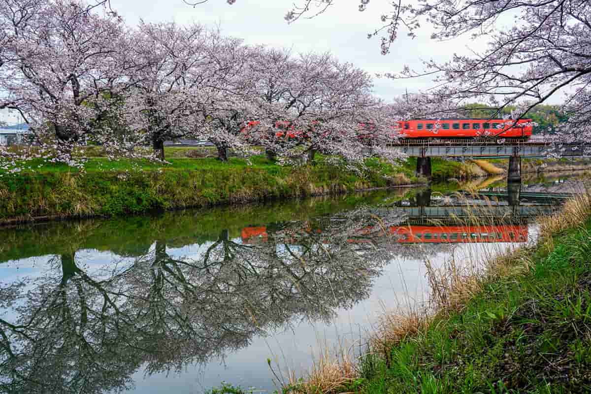 Cherry blossoms and red train over river in scenic landscape.